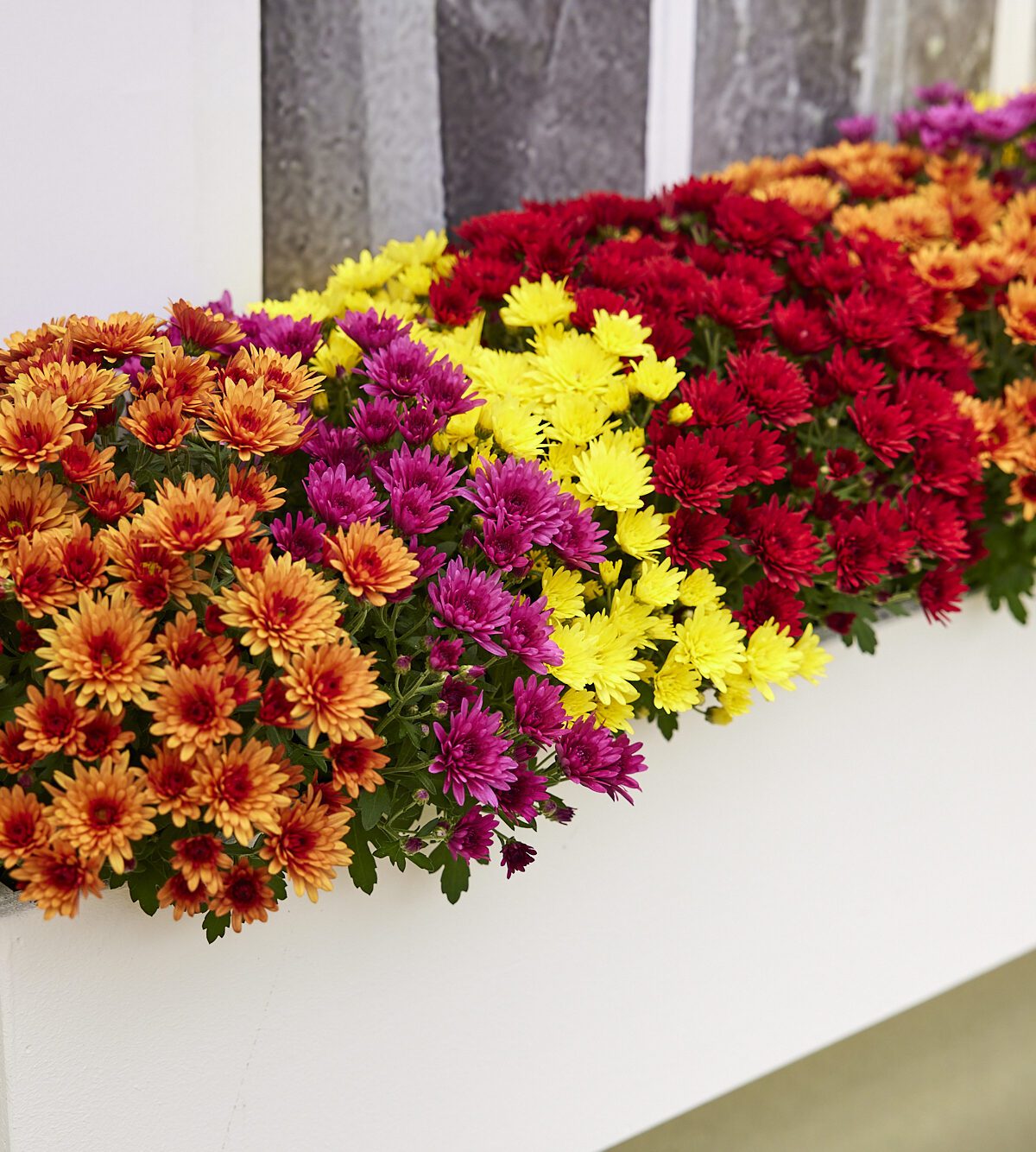 Garden chrysanthemums: a must-have for a colourful autumn garden!