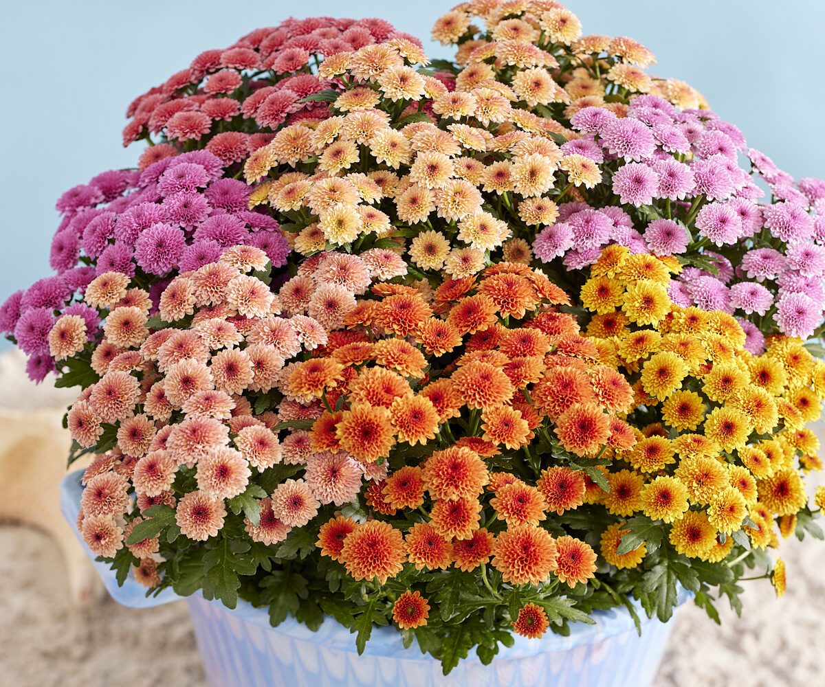 Jellyfish:  fresh-sweet colours to keep your terrace and balcony up to date