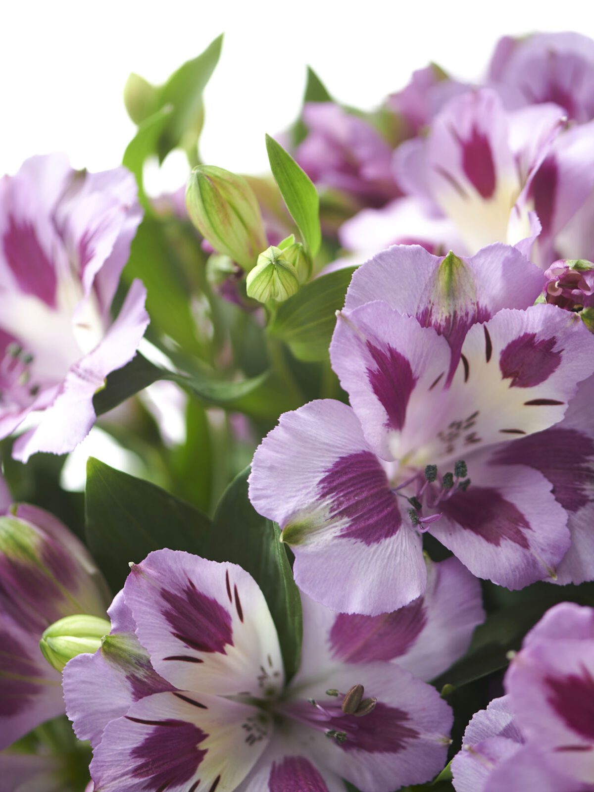 Colorita®: meet Lynn, Lizzy and other beauties