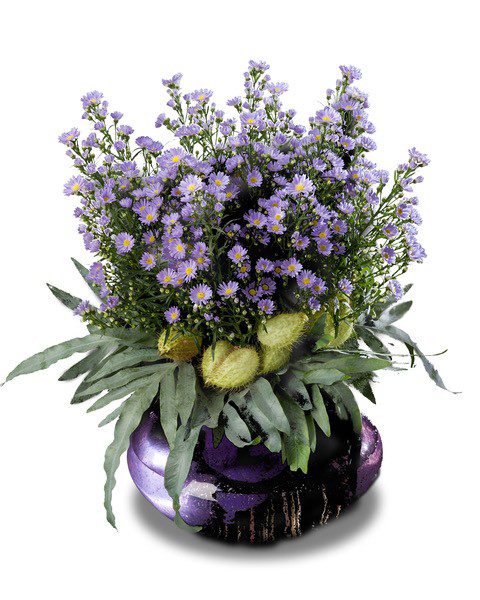 Aster shines in bouquets